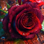 sksaddam9635411818 profile picture