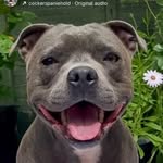 skyebluestaffy_ profile picture