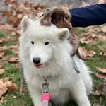 skyesamoyed_ profile picture