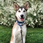 skyethebrooklynhusky profile picture