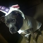 skyladawg profile picture