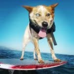 skylerthesurfingdog profile picture