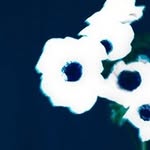 smallcircles.world profile picture