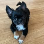 smally_chihuahua profile picture
