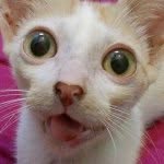 smeagol_puss profile picture