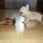 smoltinythingsiluv profile picture