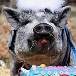 smudge_and_pigtale_acres profile picture