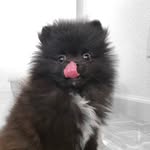 smudgeepom profile picture