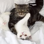 smush_and_henry profile picture