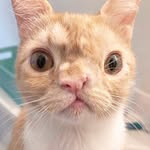 smushofficial profile picture