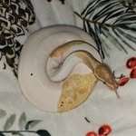 snakemomoforegon profile picture