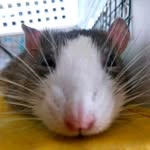 snausageandfriends profile picture