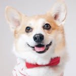 sneakersthecorgi profile picture