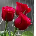 sneha_reddy3998 profile picture