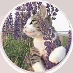 snicklefritzthekitten profile picture