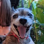 snoopysbigheart profile picture