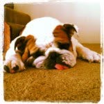 snoozing_with_sir profile picture