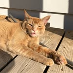 snorrithecat profile picture