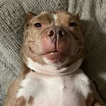 snortcake_ profile picture