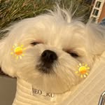 snow_dashun profile picture