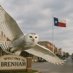 snowowlranch profile picture