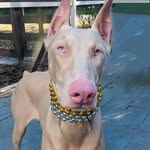 snowthedobie profile picture