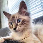 snowtherescuecat profile picture