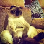 snugglepotatoes profile picture
