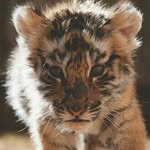 so___cutee profile picture