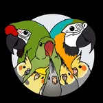 soaring.wings.flock profile picture
