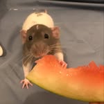 soberratlover profile picture