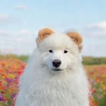sodabearsamoyed profile picture