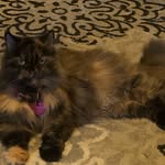 sofiapia_meowmeowkitty profile picture