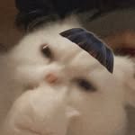 sojoyo profile picture