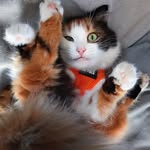 sokithecat profile picture