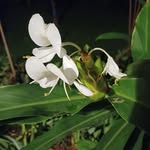 solanoeugeniac profile picture