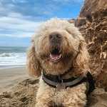 solhorton profile picture