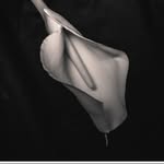 solo_e_ph profile picture