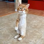 somebubbytolove profile picture