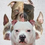 somecutebullies profile picture