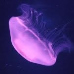 sommmerfugl profile picture