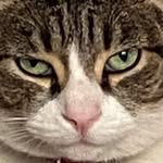 songsofmyfelines profile picture