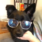 sonnythejindo profile picture
