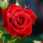sonu1244563 profile picture