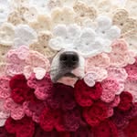 sookieandivycrochet profile picture