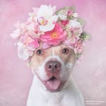 sophiegamand profile picture