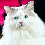 sophielovestuna profile picture