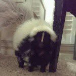 sophieskunk profile picture