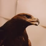 sophiestafford_ profile picture
