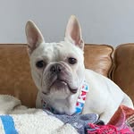 sosad_sofrenchie profile picture